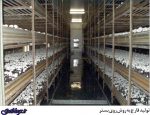 نگاهی آماری به کسب و کار تولید قارچ