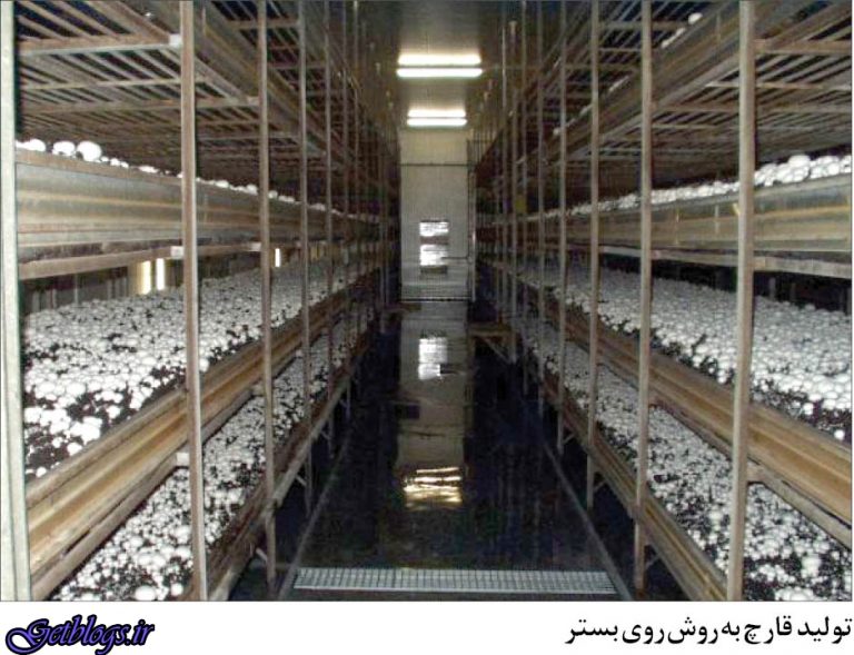 نگاهی آماری به کسب و کار تولید قارچ